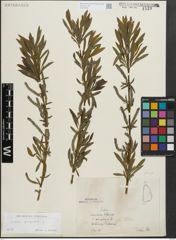 Foto von Salix purpurea L.